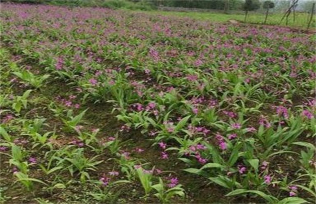 半枝莲的种植办法