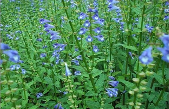 半枝莲的种植办法