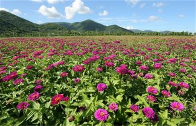 半枝莲的种植办法