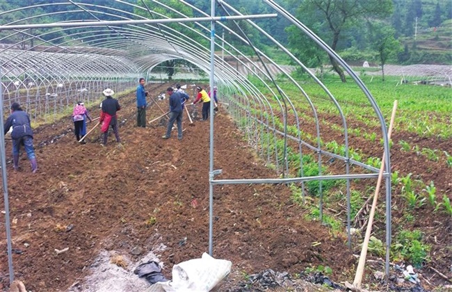 前胡的种植办法