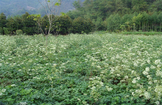 前胡的种植办法