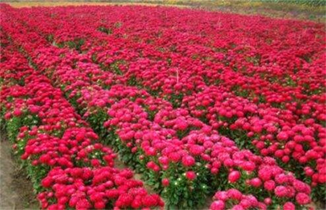 半枝莲的种植办法