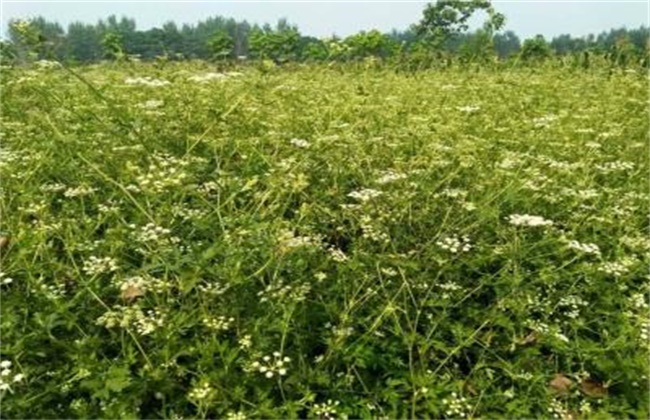 前胡的种植办法