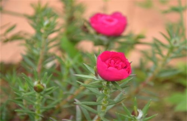 半枝莲的种植办法