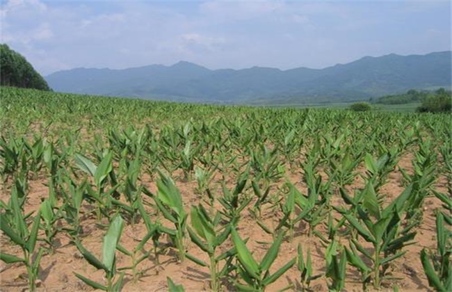 姜黄的种植办法