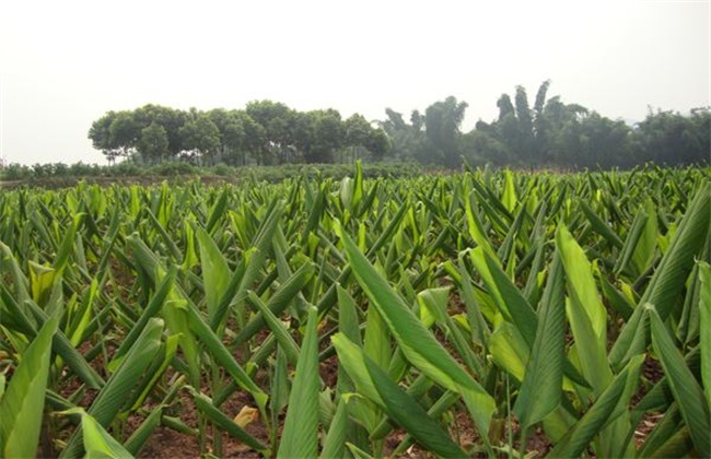 姜黄的种植办法