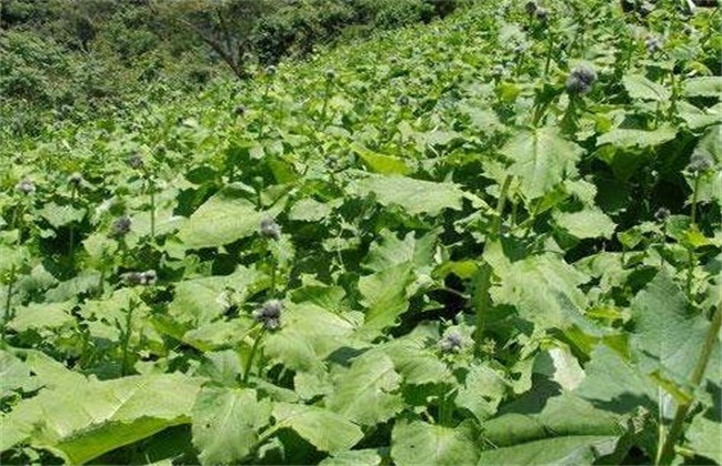 前胡的种植办法