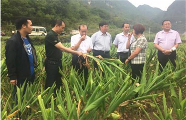 姜黄的种植办法