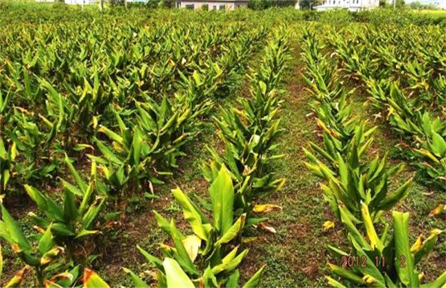 姜黄的种植办法