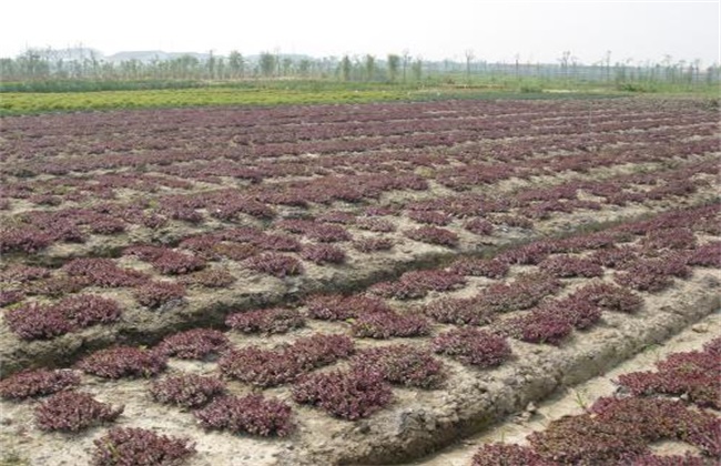 红景天的种植办法