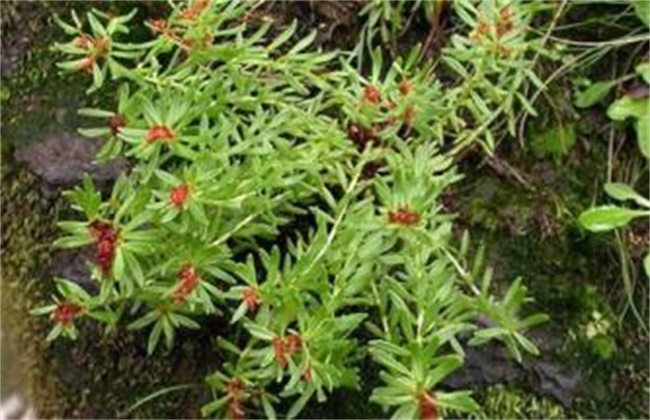 红景天的种植办法