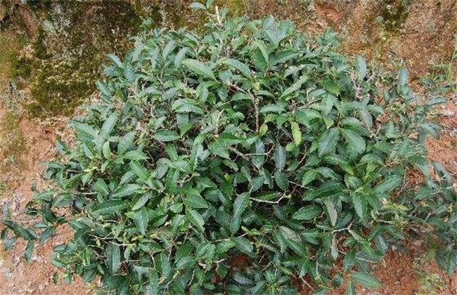 肉桂的种植办法