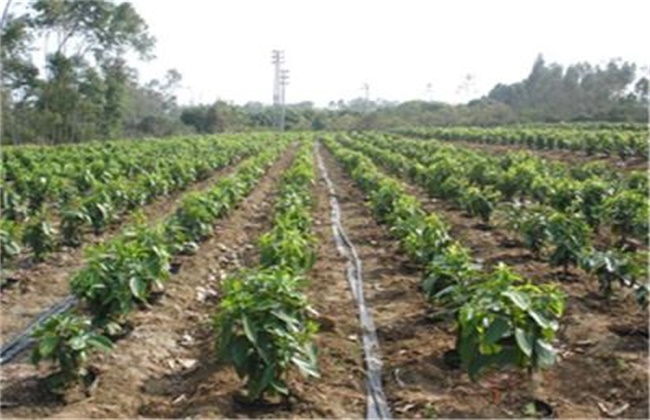 肉桂的种植办法