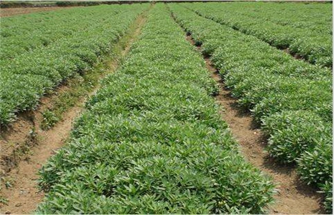 红景天的种植办法