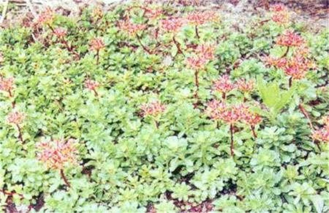 红景天的种植办法