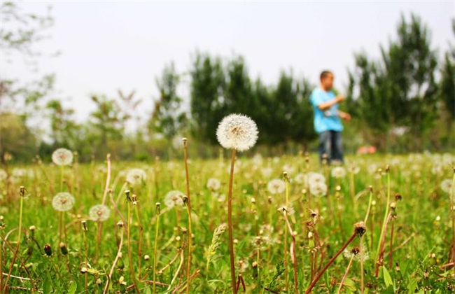蒲公英种植的田间管理