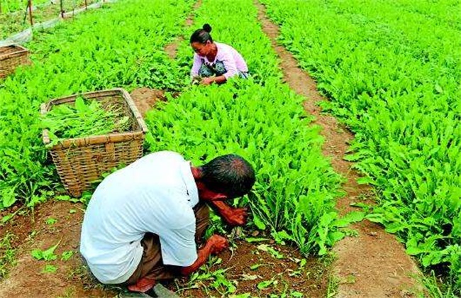 蒲公英种植的田间管理