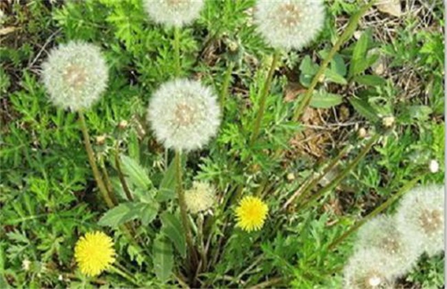 蒲公英种植的田间管理