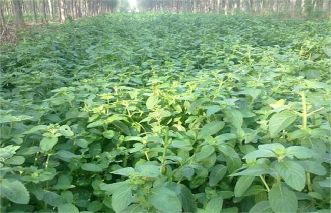 薄荷种植的注意些什么