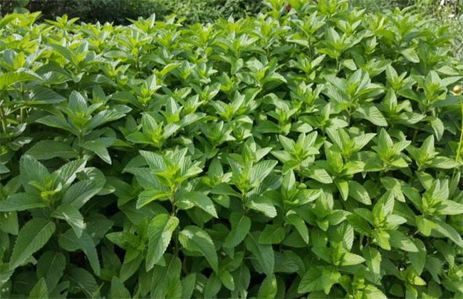 薄荷种植的注意些什么