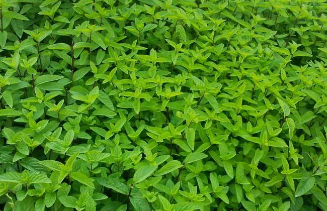 薄荷种植的注意些什么