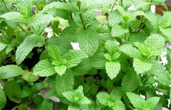 薄荷种植的注意些什么