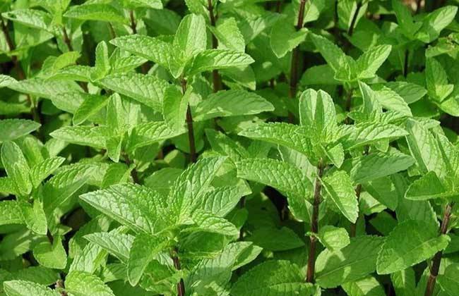 薄荷种植的注意些什么