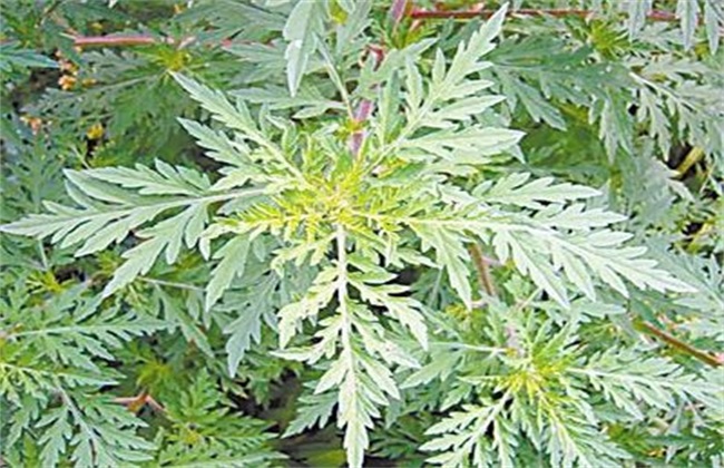 茵陈草的种植办法