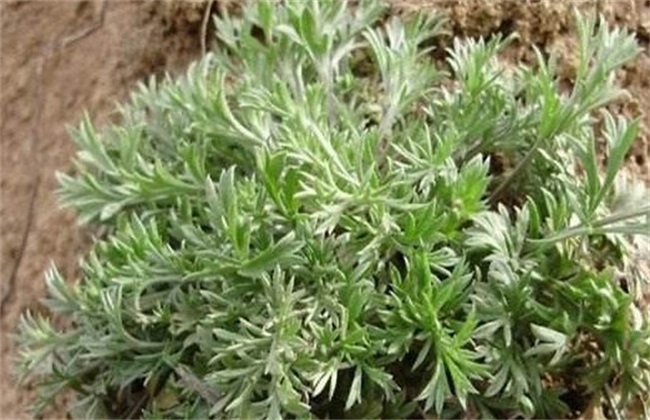 茵陈草的种植办法