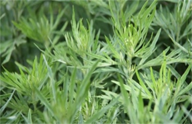 茵陈草的种植办法