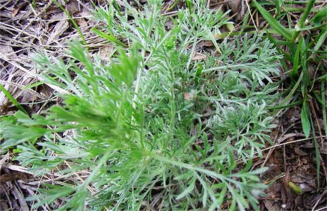 茵陈草的种植办法