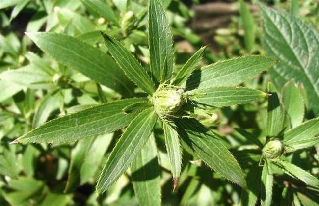 苍术种植的注意些什么