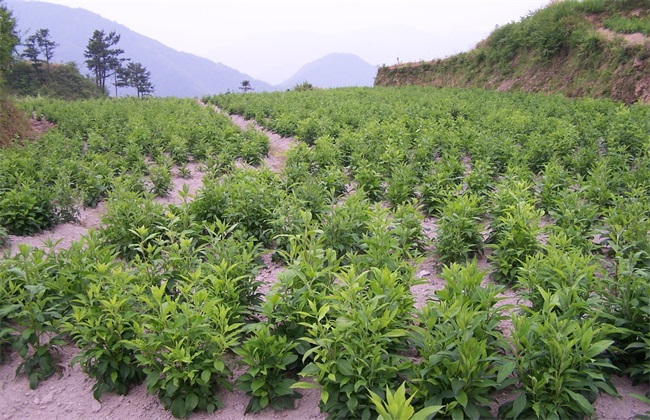 苍术种植的注意些什么