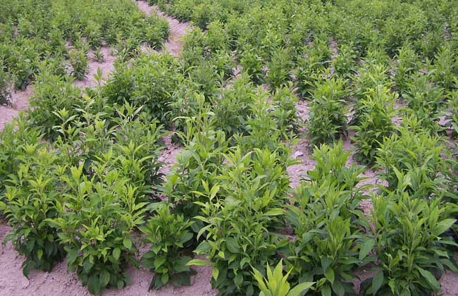 苍术种植的注意些什么