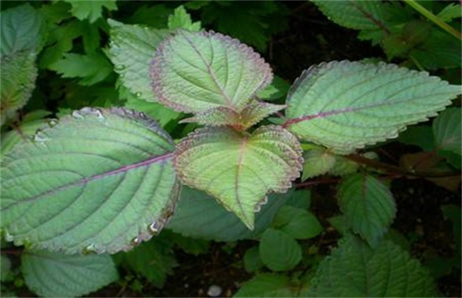 紫苏经常遇见病害及防治
