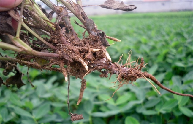 紫苏经常遇见病害及防治