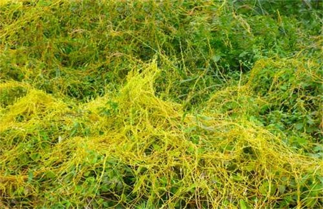 紫苏经常遇见病害及防治