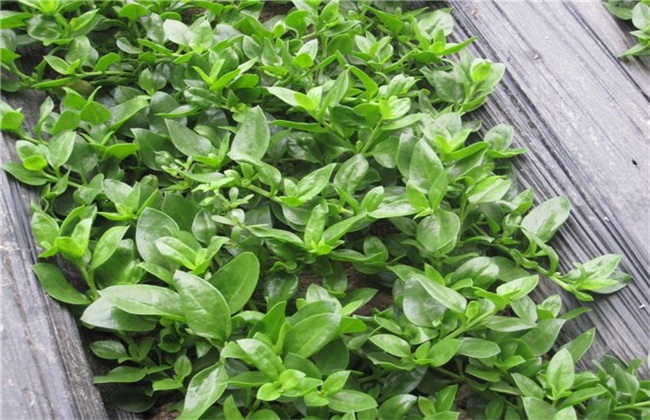 田七的种植办法