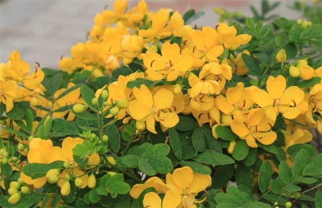 怎么种植决明子