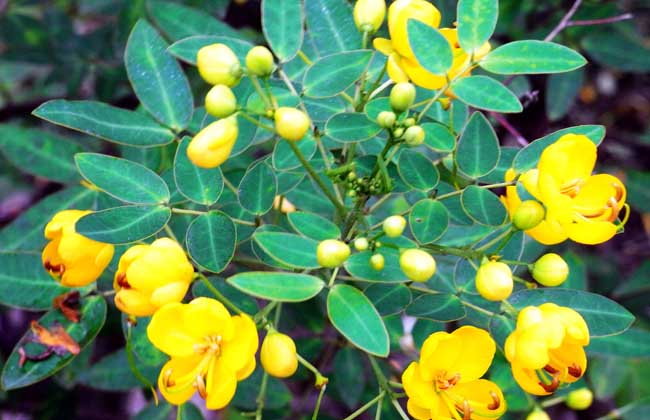 怎么种植决明子