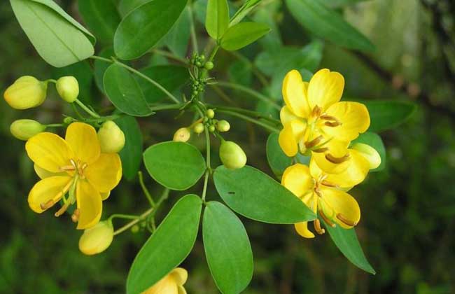 怎么种植决明子