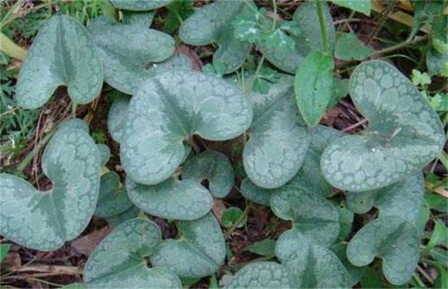 细辛经常遇见病害防治办法