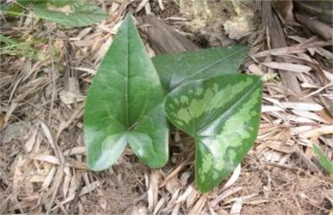 细辛经常遇见病害防治办法