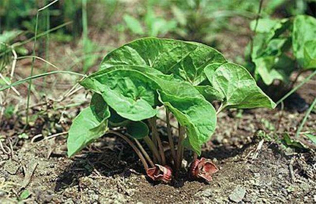 细辛经常遇见病害防治办法