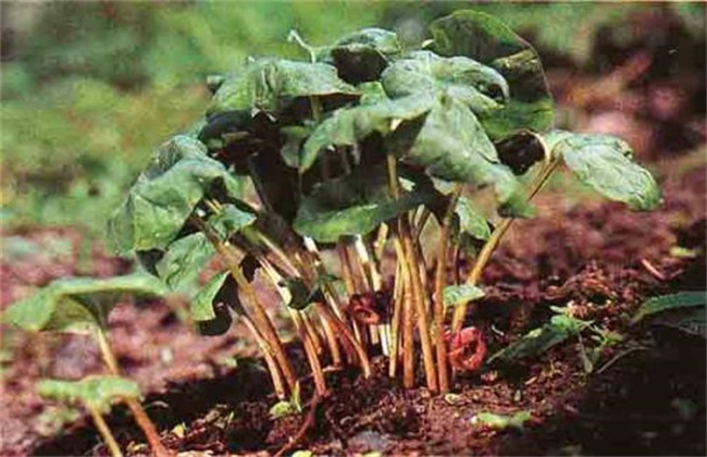 细辛经常遇见病害防治办法