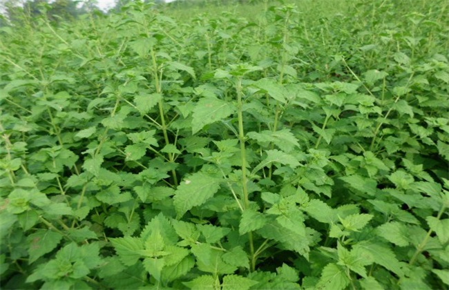 冬凌草种植的办法