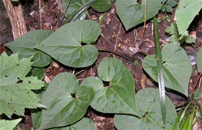 细辛的种植技术