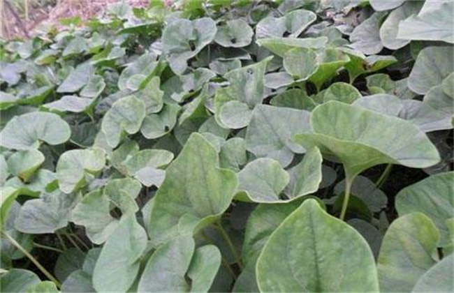 细辛的种植技术