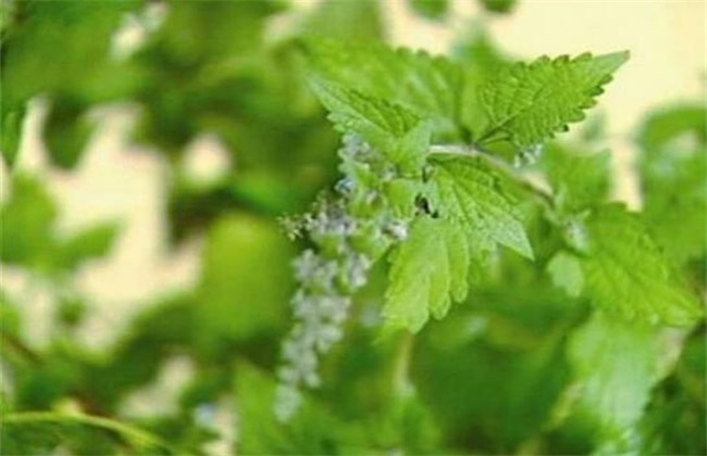 冬凌草种植的办法