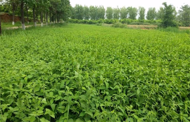 冬凌草种植的办法